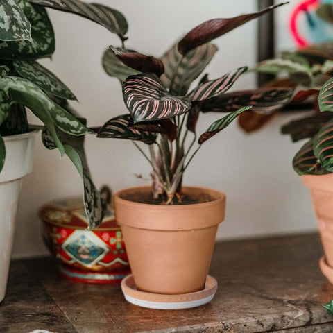 YBX balanced moisture around pot supports healthy roots.