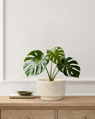 YBX YIBOXUAN ceramic planter with silicone plug for moisture management.