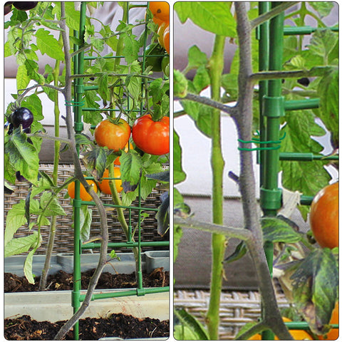 YDSL vine-stability tie helps secure trellises without damaging delicate growth.