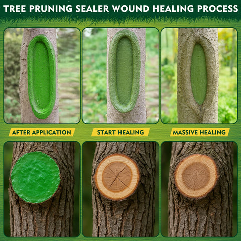 Sealing pruning wounds with Yeardera for sustained protection
