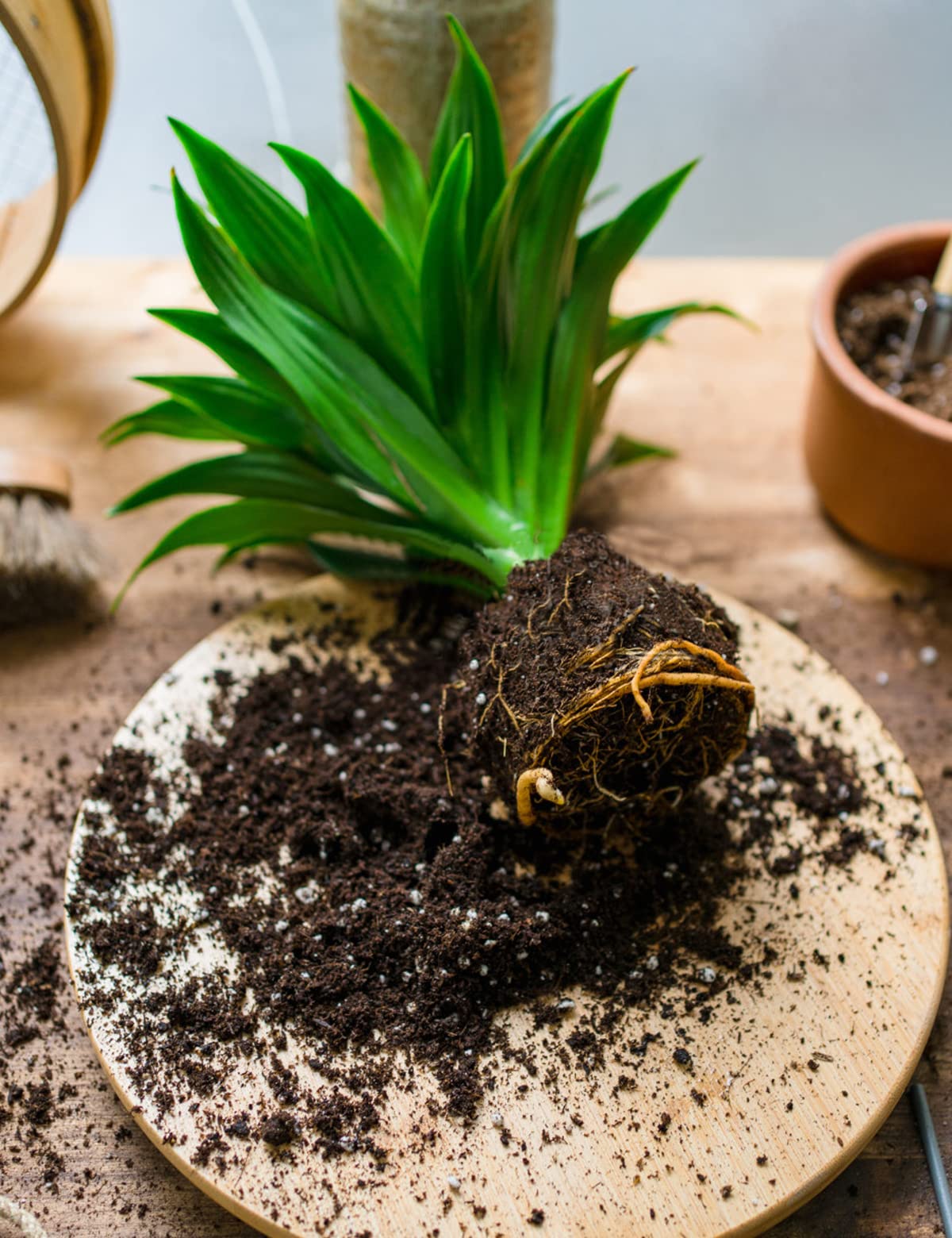 Yecna Sphagnum peat moss 3qt potting soil for houseplants.