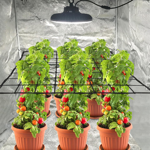 Trellis net with accessible pruning areas for fruit picking and maintenance.