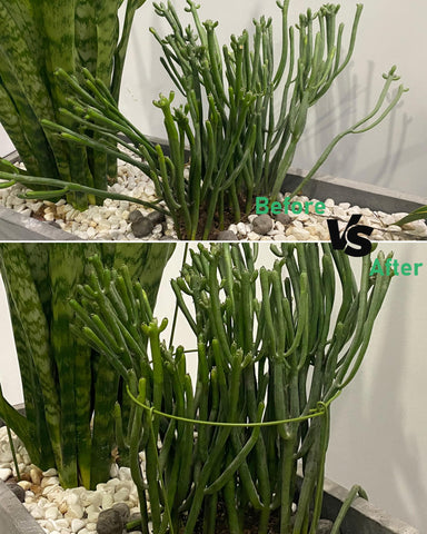 YEOAUM balcony garden setup keeps plants tidy and supported.