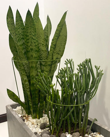 YEOAUM green rubber coating protects stems and blends with garden aesthetics