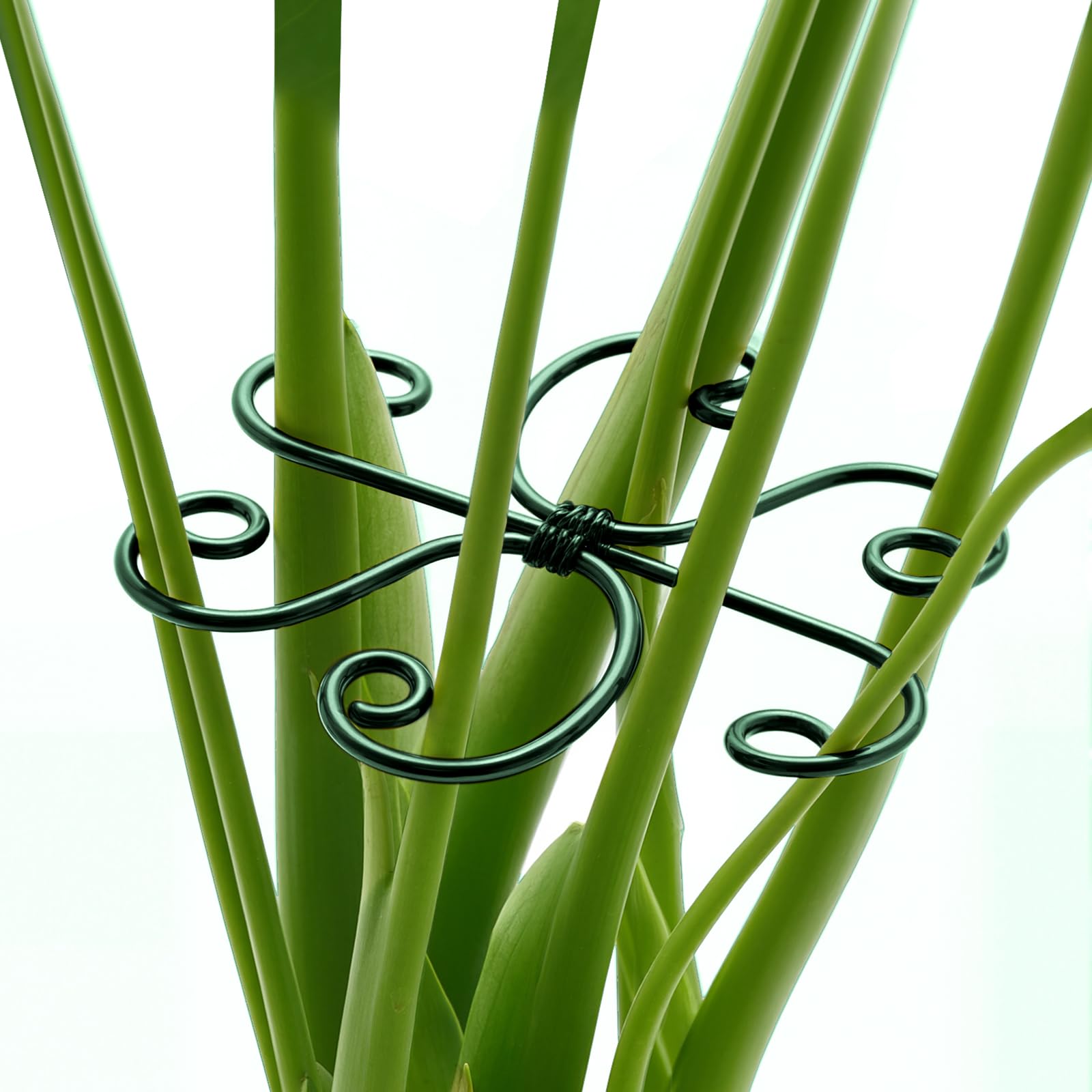 Yeomant green iron monstera-support-1 provides sturdy upright support for indoor Monstera plants.