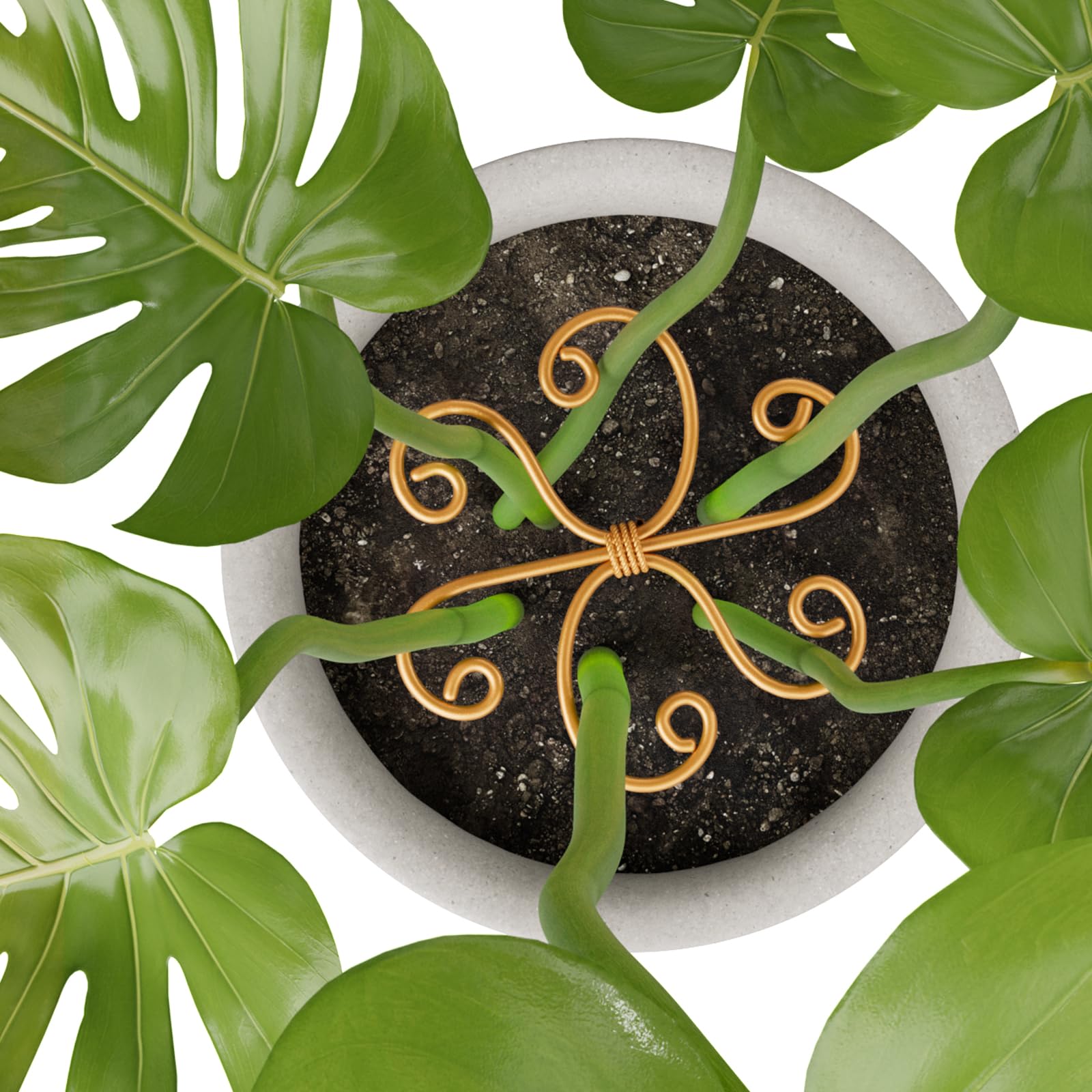 Yeomant measure before purchase helps ensure proper plant fit.