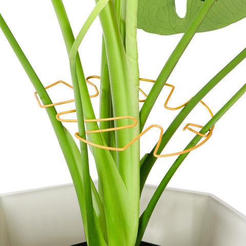 Yeomant Monstera support stake assembly ensuring sturdy upright growth for indoor plants.