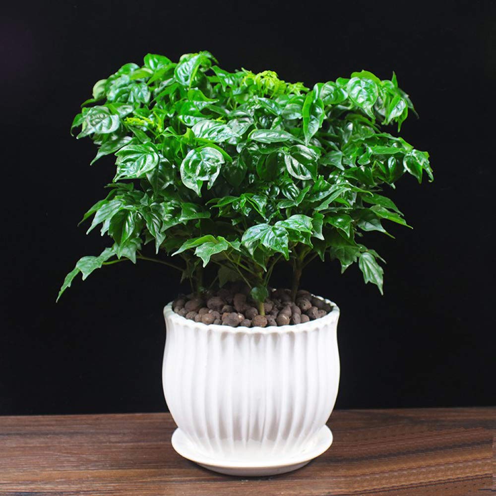 Yesland white ceramic planter for indoor or outdoor use with ribbed texture