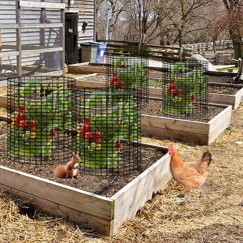 YEXEXINM protector preserves sunlight access while guarding small plants.