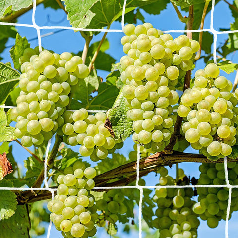 YHmall trellis netting is easy to install and customize.