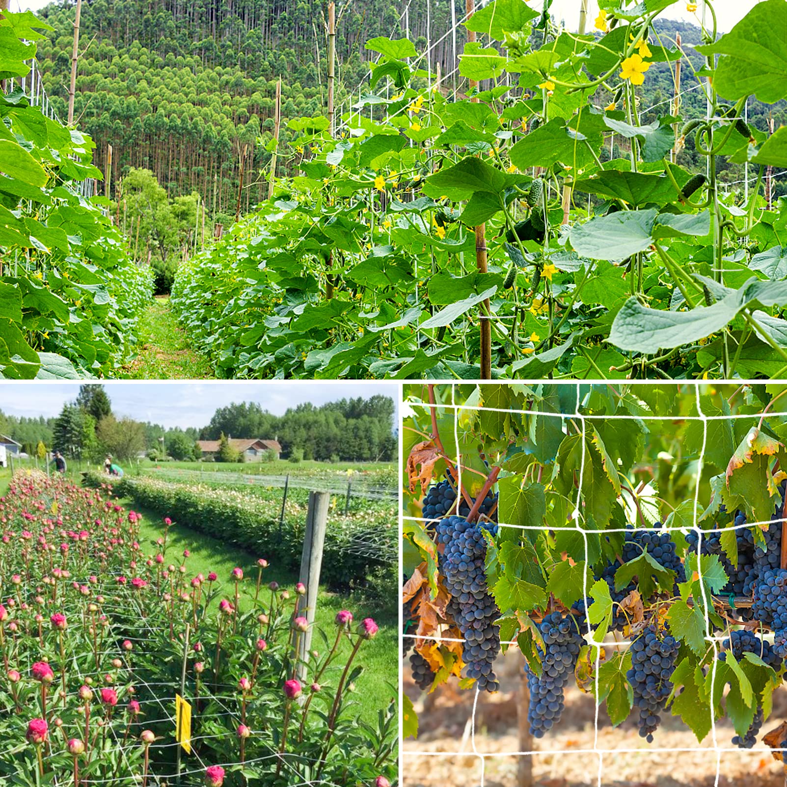 YHmall heavy duty netting withstands heavy crops outdoors.