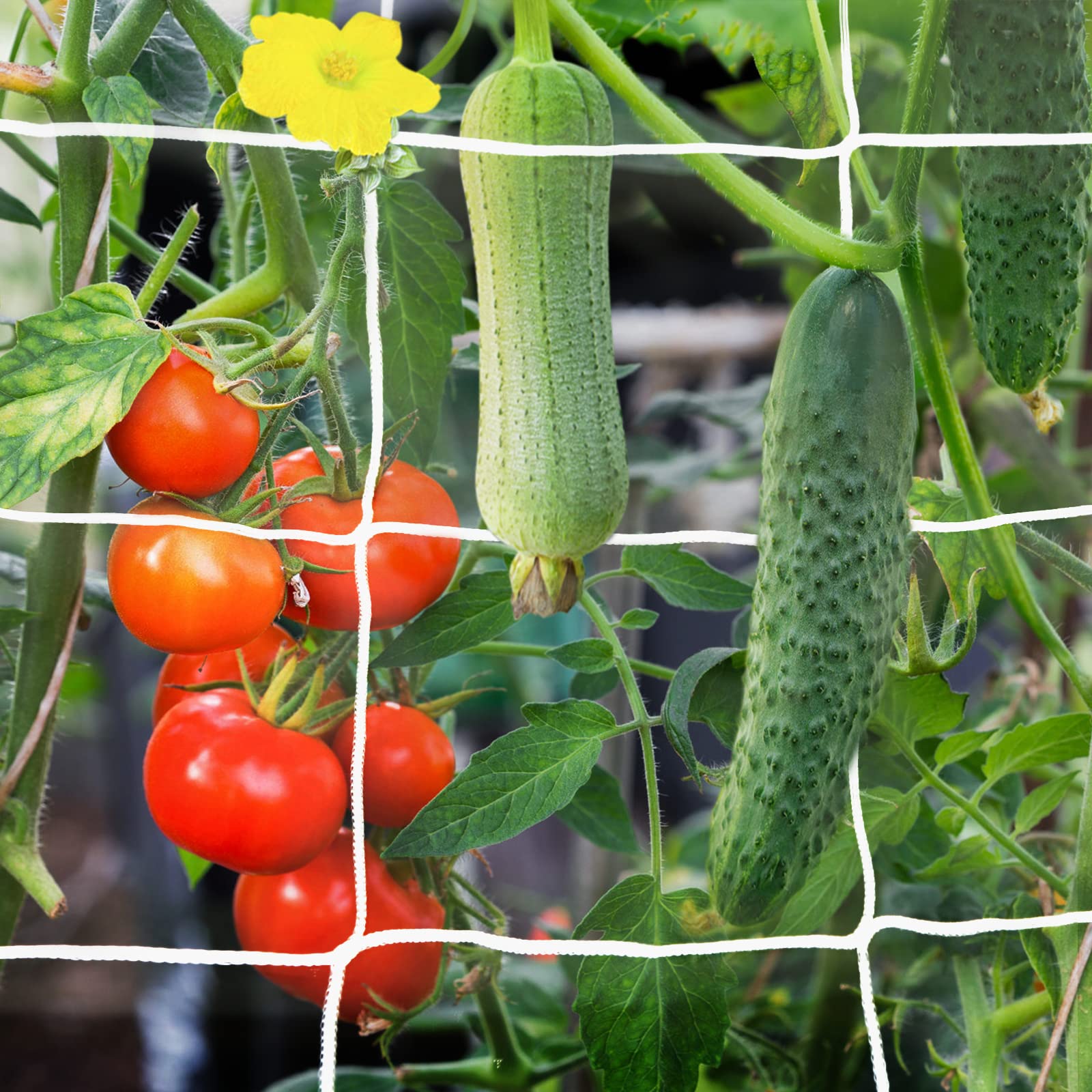 YHmall trellis netting with 6-inch square mesh supports climbing plants.