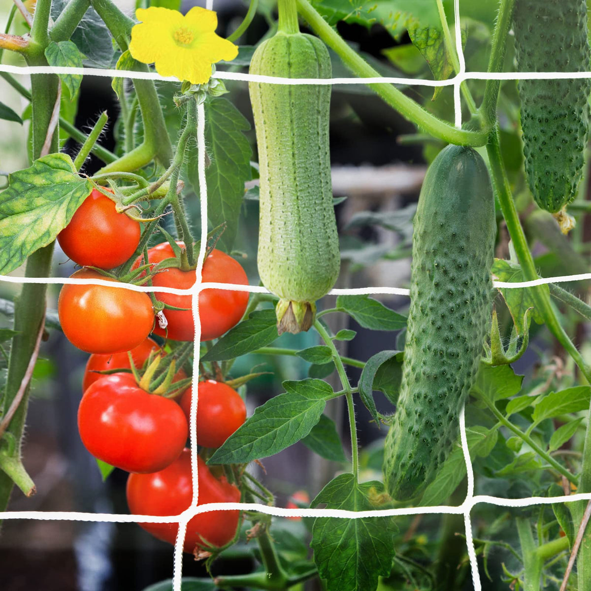 YHmall trellis netting with 6-inch square mesh supports climbing plants.