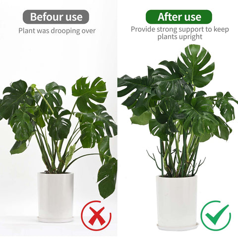 Monstera-friendly Yhtpouqe stake blends with foliage.