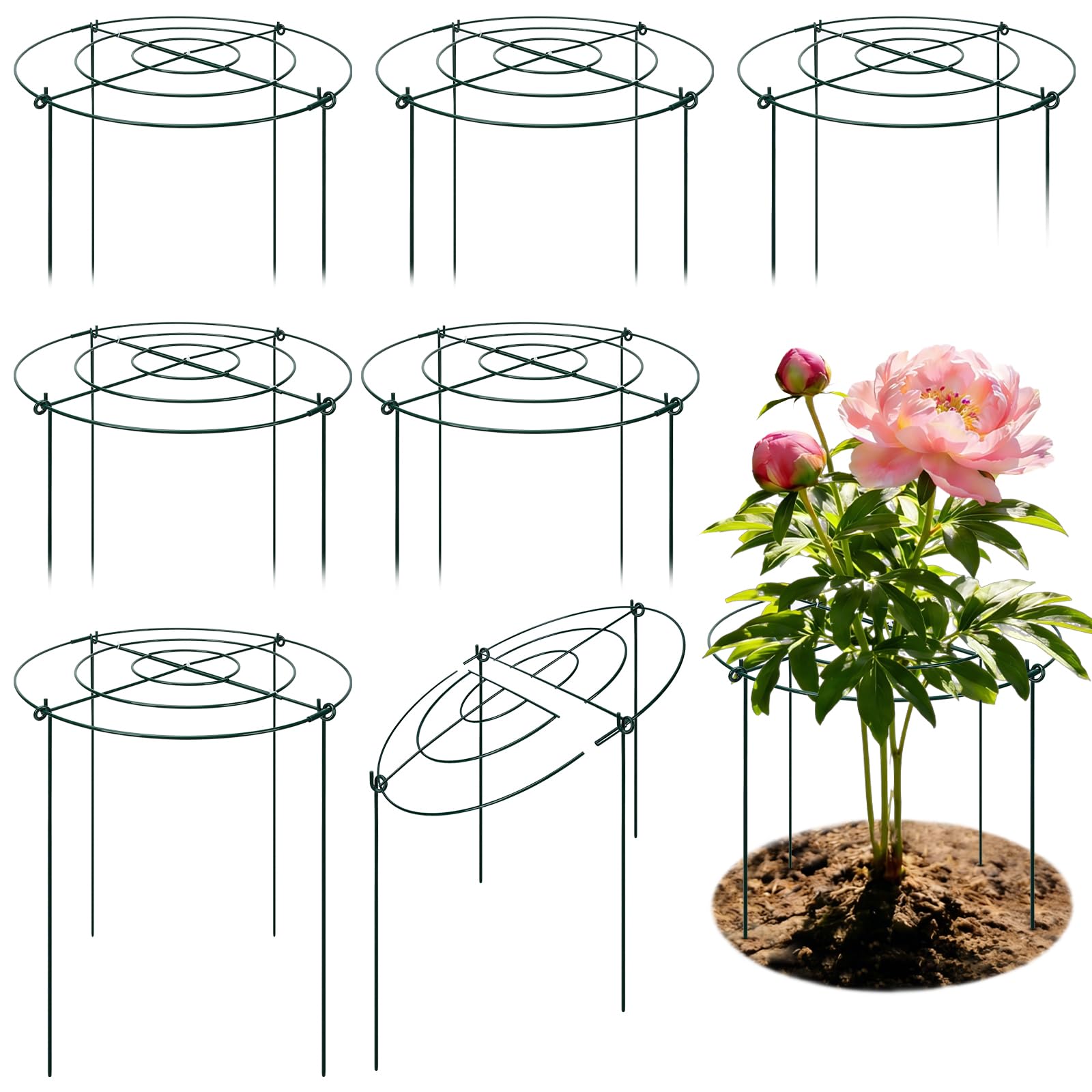 YIBOBO peony cages with full circle structure support plants evenly for upright growth.