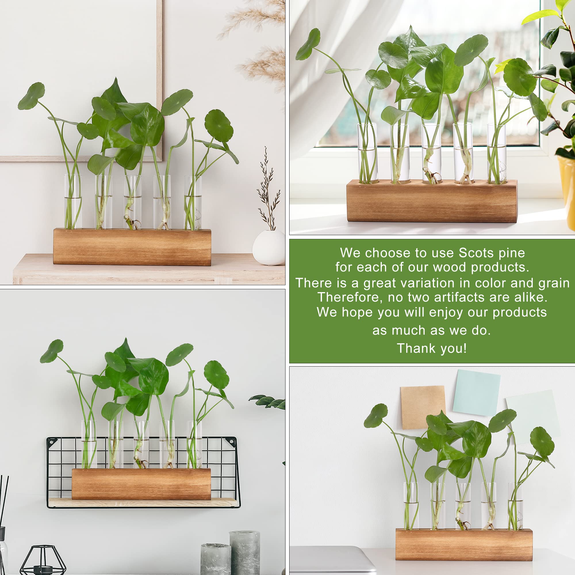 Pothos thriving in the YIBOT propagation tubes setup