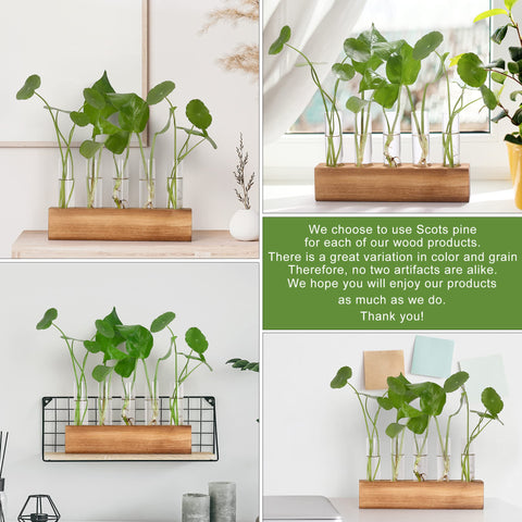 Pothos thriving in the YIBOT propagation tubes setup