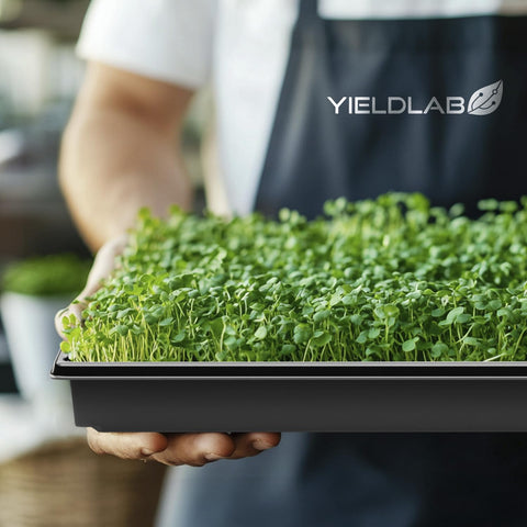 Yield Lab propagation tray 10x20 black without drain holes simplifies water management.