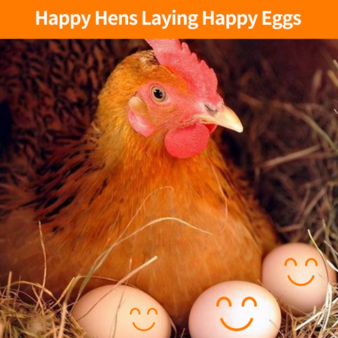 YIFULOWA coop aroma enhances hen comfort and reduces nesting stress in busy areas.