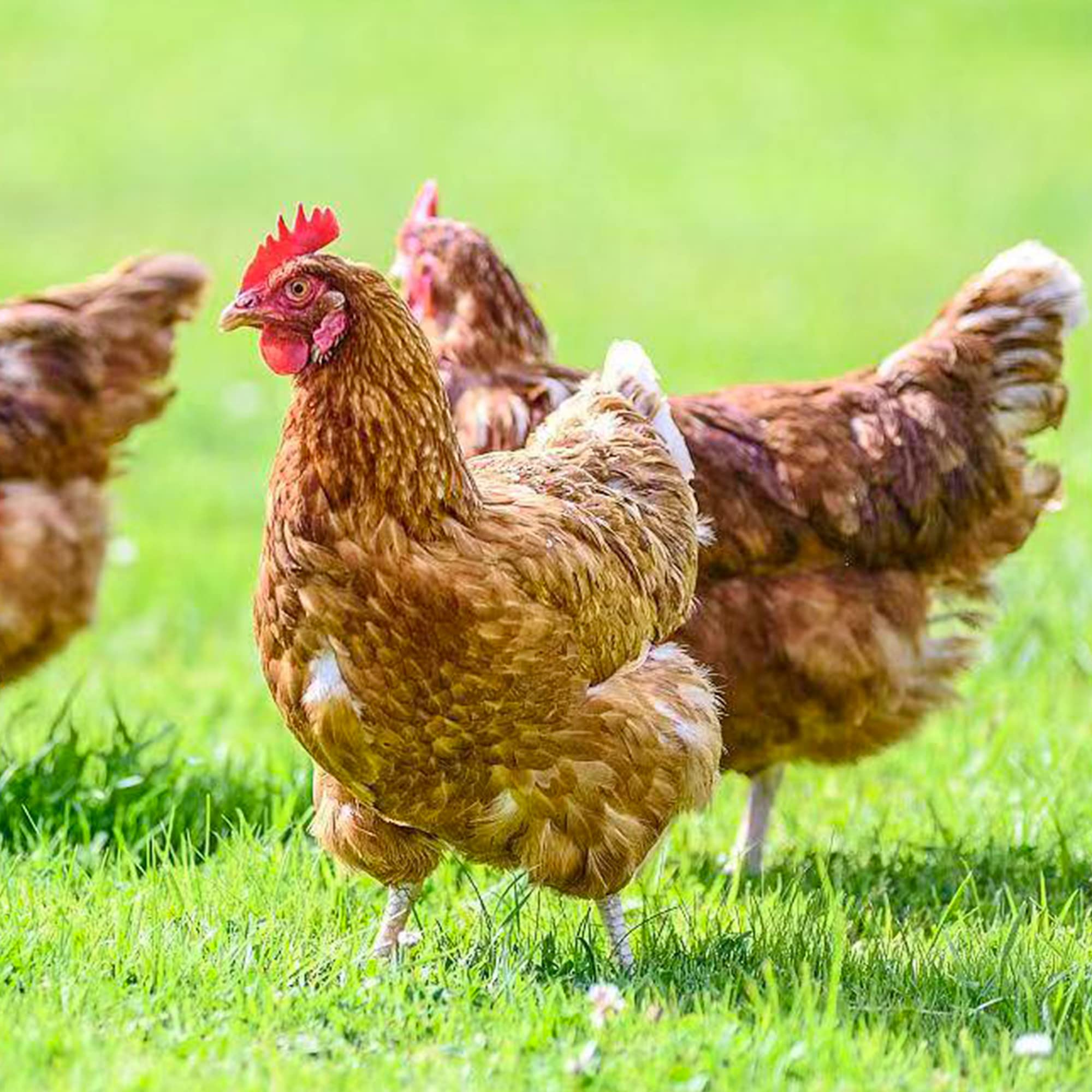 YIFULOWA easy-to-sprinkle nest box herbs for safe, natural coop enrichment in daily use.