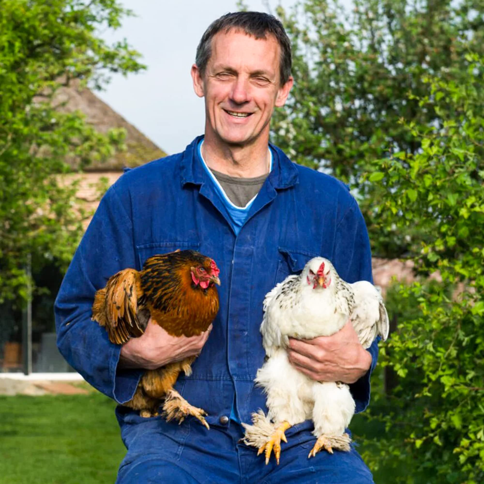 YIFULOWA herbal blend supports hen well-being and may boost egg production through calm nesting.