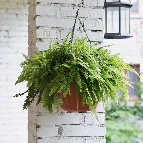 YIKUSH hanging planter indoors setting 12-inch terracotta adds decorative appeal