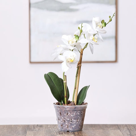YIKUSH 10-pack orchid pots keep plants organized for repotting.
