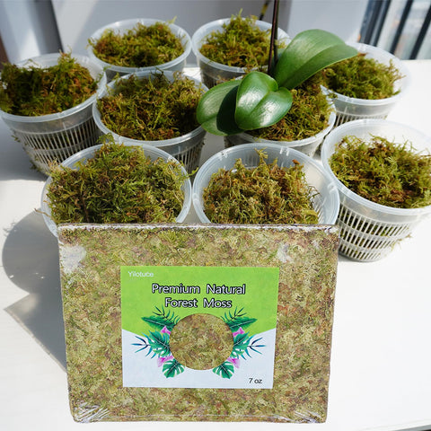 Yilotuce dry forest moss fluffy packaging ready for soaking.
