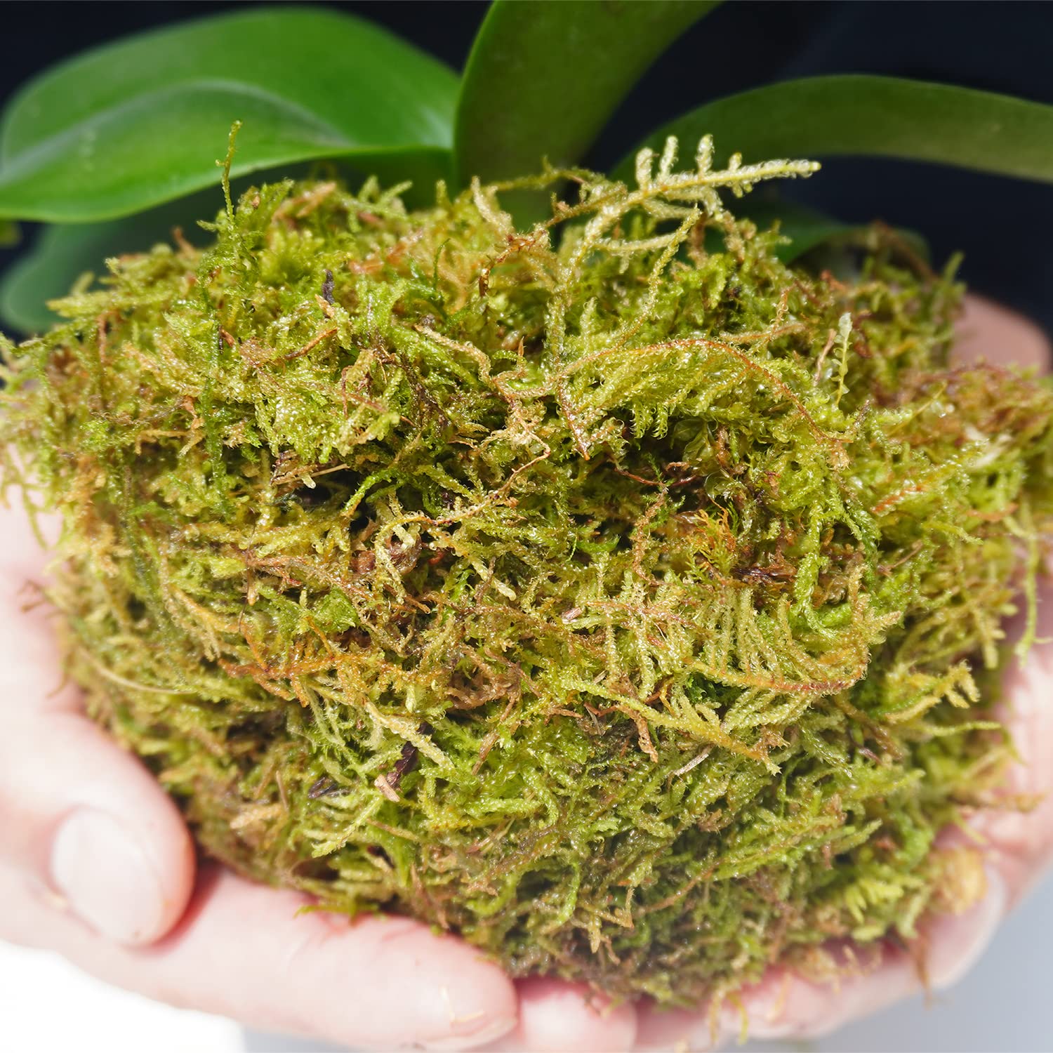 Yilotuce moss soaking step shows 10-minute hydration process.