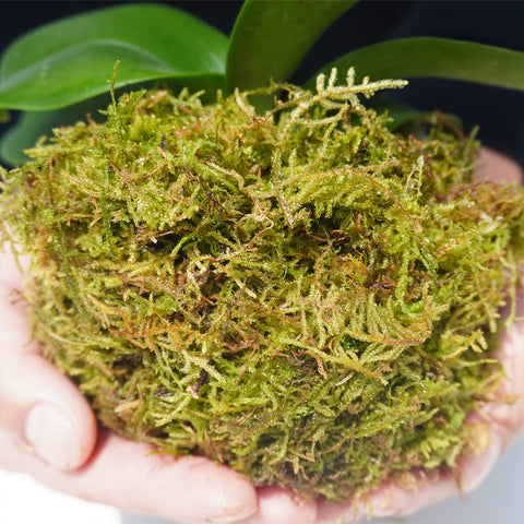 Yilotuce moss soaking step shows 10-minute hydration process.