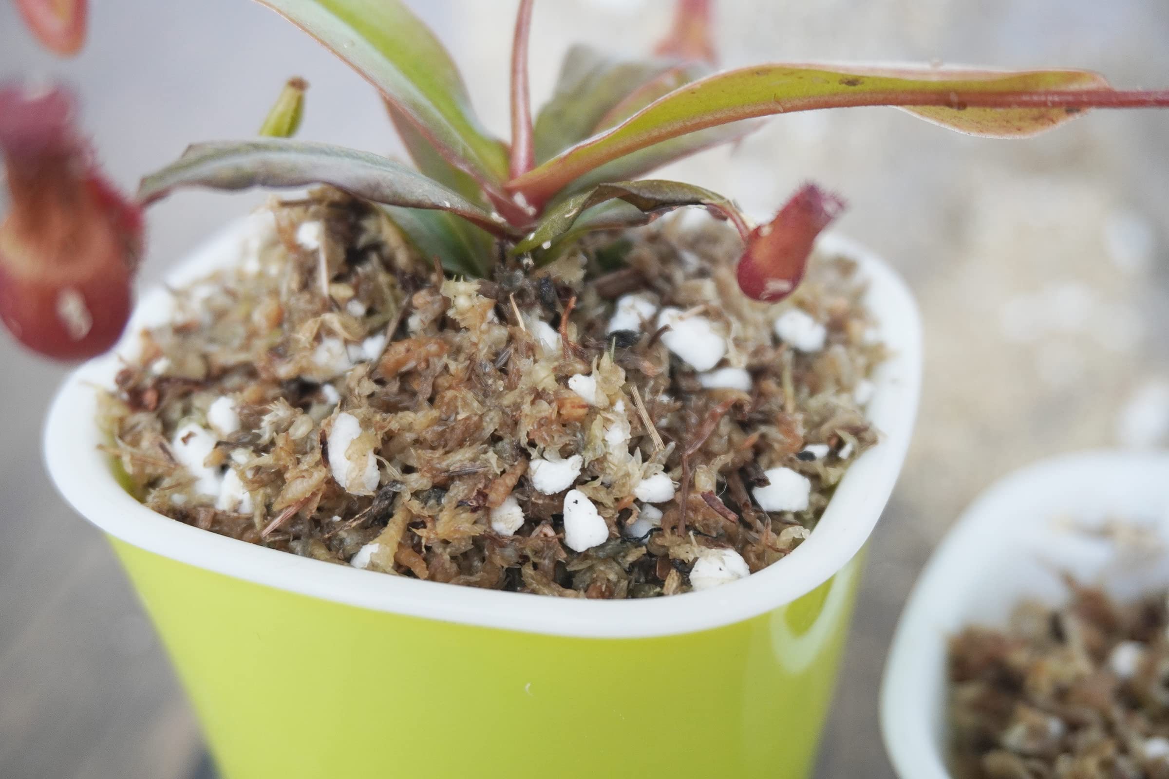 Yilotuce perlite promotes drainage and air gaps for healthy root growth in carnivorous species