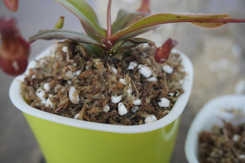 Yilotuce sphagnum moss chips provide superior water retention and natural moisture for carnivorous plants