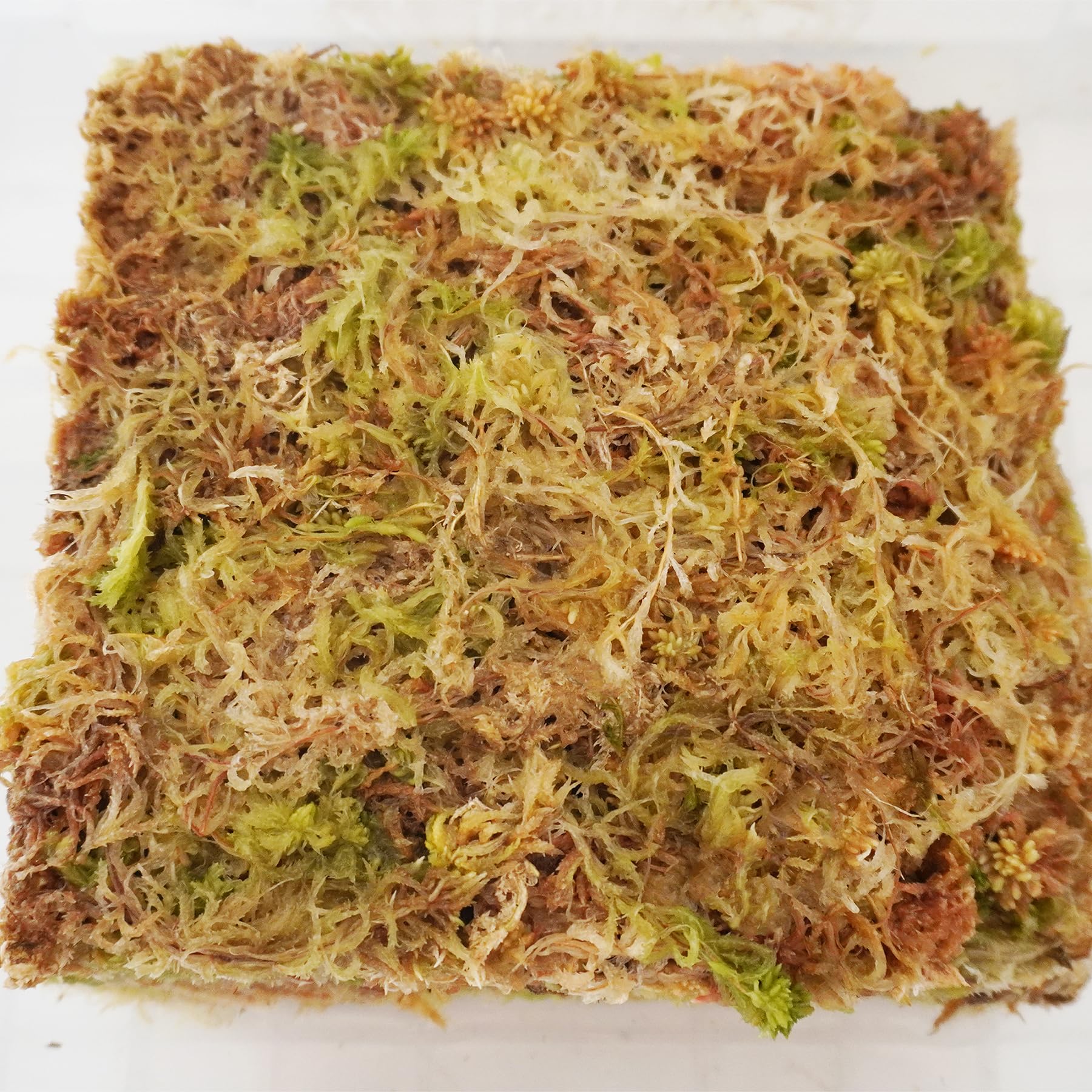 Yilotuce compact moss brick measures 5.9x5.9 inches for space-saving orchid setups