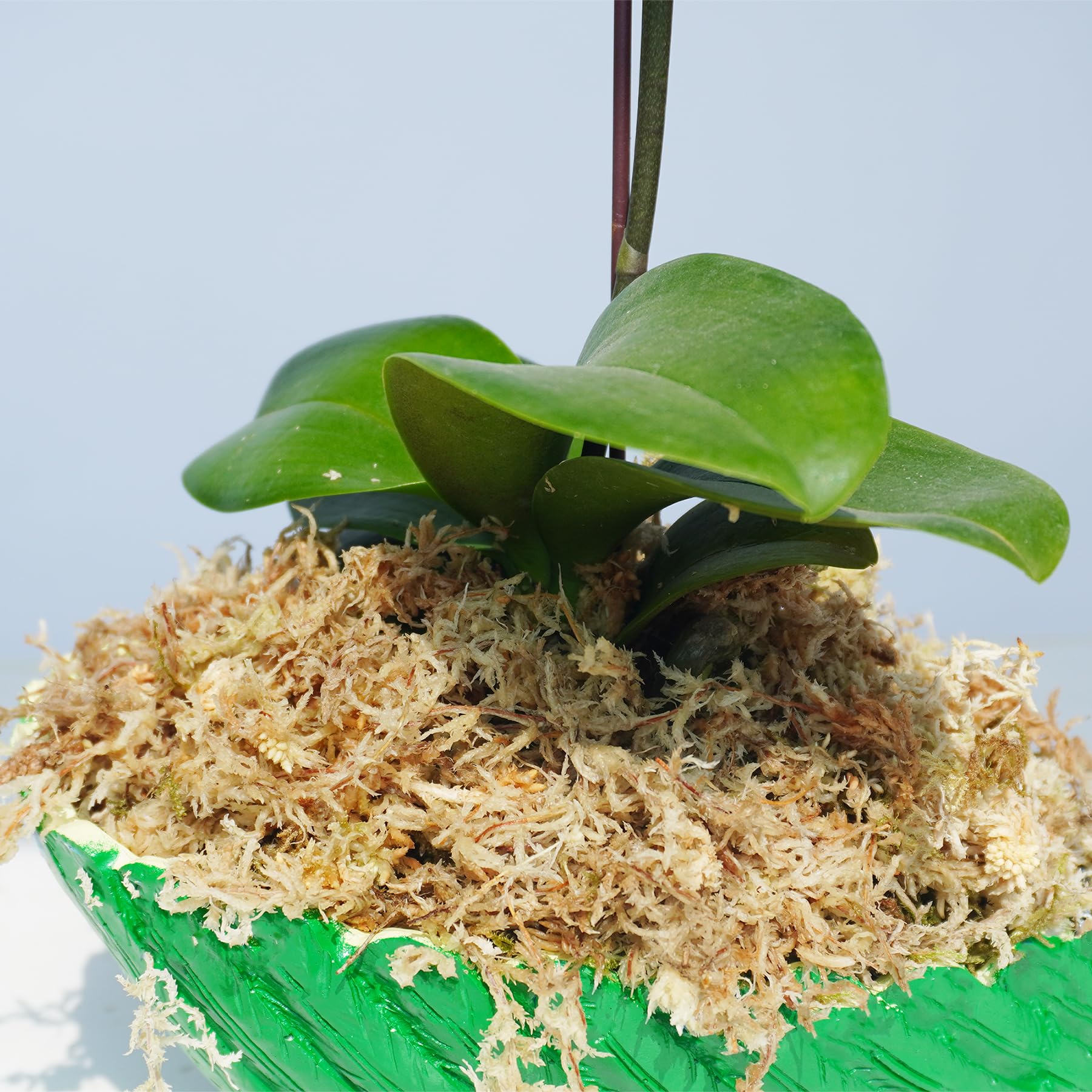 Yilotuce dried flakes compress into compact packaging for easy storage and quick hydration