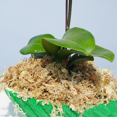 Yilotuce dried flakes compress into compact packaging for easy storage and quick hydration