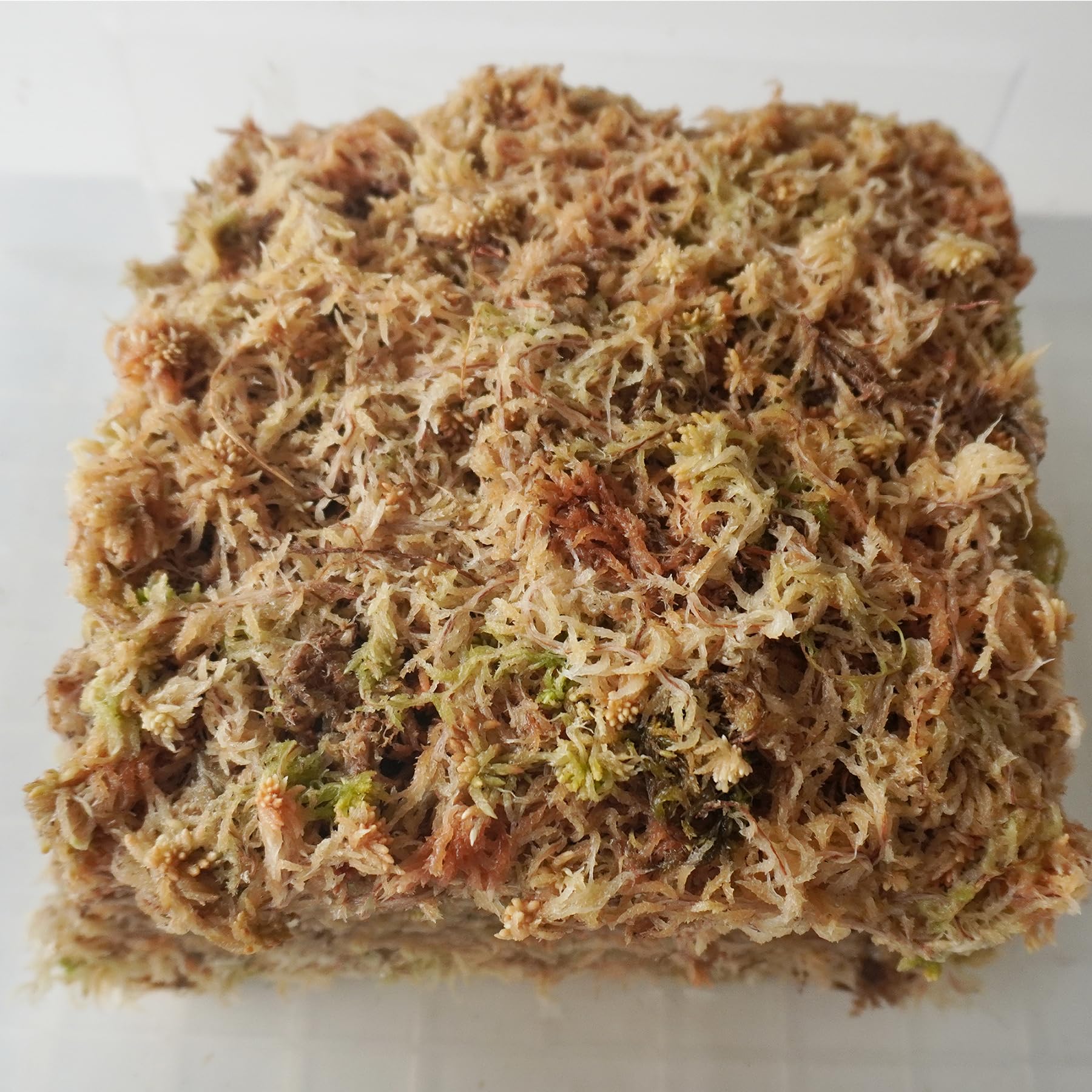 Yilotuce handpicked moss provides clean, low-debris substrate for orchids, ferns, and small terrariums