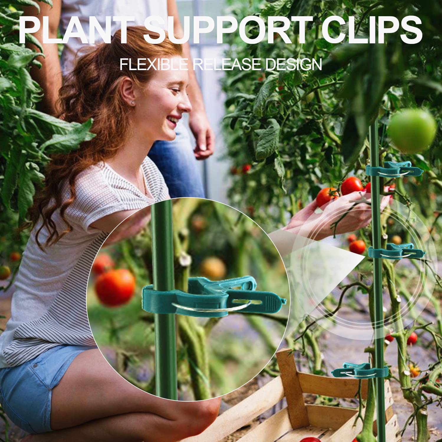 Yinghezu seedling stem clip supporting a young plant