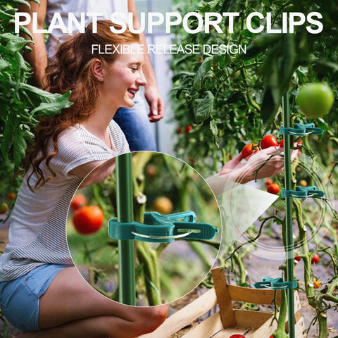 Yinghezu seedling stem clip supporting a young plant