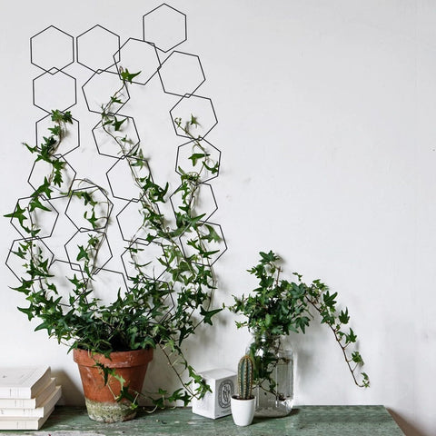 Yinjupu plant growth support system aiding ivy and pothos