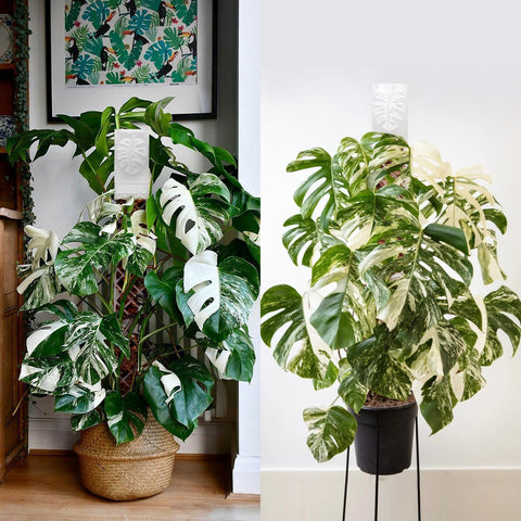Ideal for Monstera and Philodendron climbers in compact spaces.