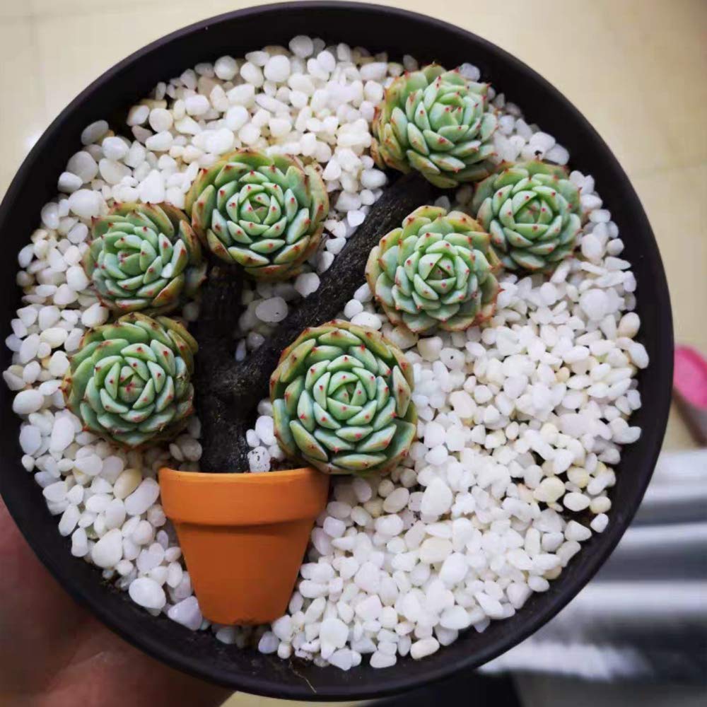 Yishang craft-ready terracotta pot for school projects