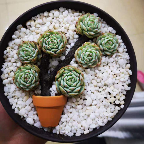 Yishang craft-ready terracotta pot for school projects