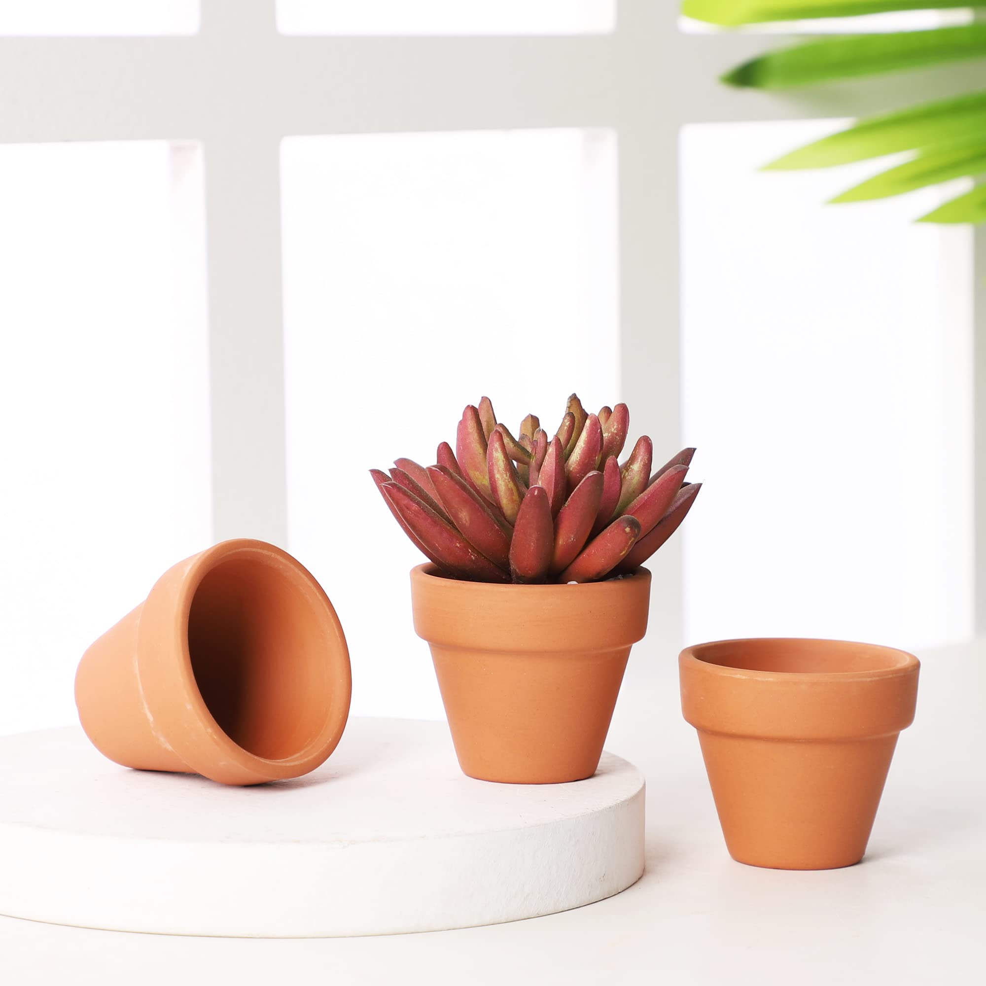 Yishang natural clay pot enhances tiny plant displays and crafts.