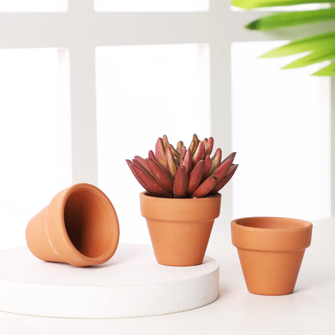 Yishang natural clay pot enhances tiny plant displays and crafts.