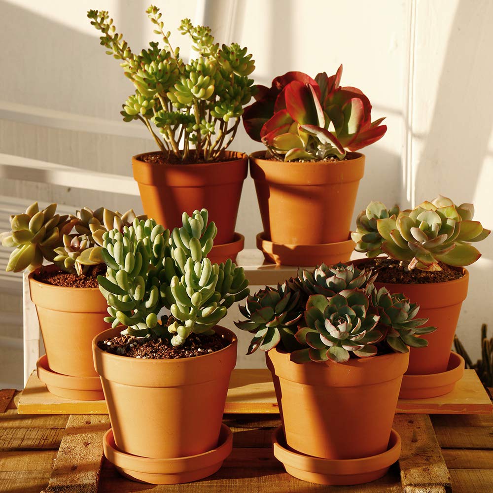 Yishang terracotta pot ideal for cacti and succulents in dry soil