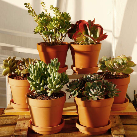 Yishang terracotta pot ideal for cacti and succulents in dry soil