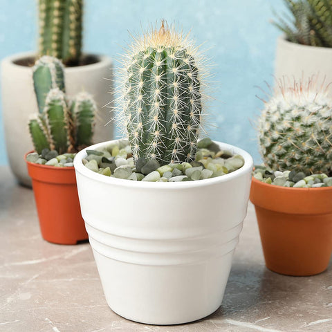 YISZM 3-8-inch natural stones ideal for planters and vases
