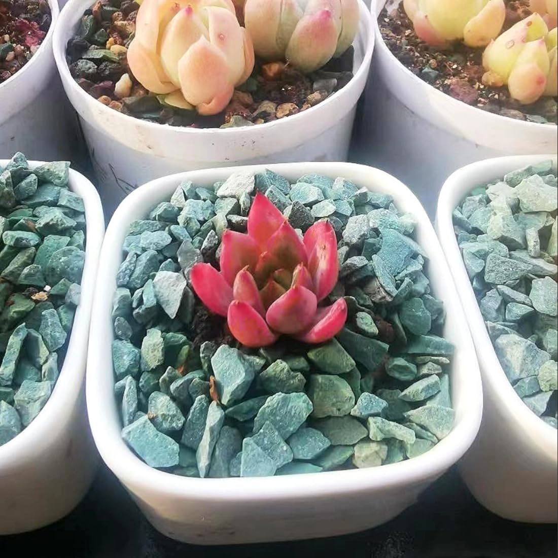 YISZM indoor plant terrarium stones add structure and promote airflow.