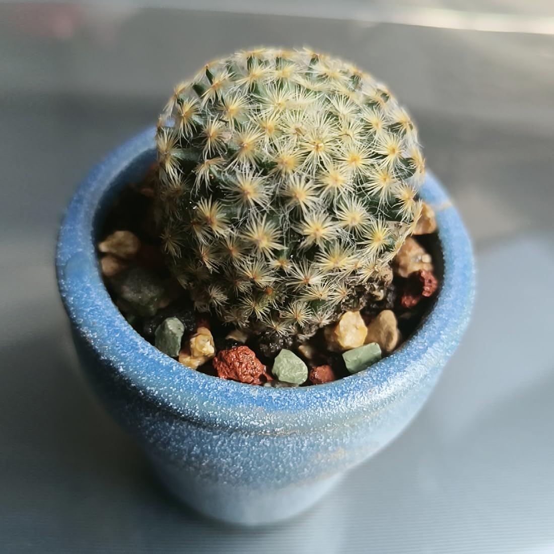 YISZM Maifanitum enriched mix supports longer-lasting soil structure for succulents.