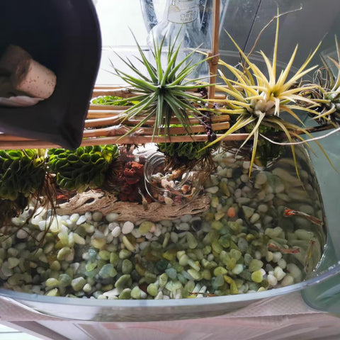 YISZM outdoor pebbles enhance paths and containers.